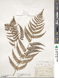 Dryopteris marginalis image