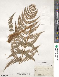 Dryopteris marginalis image