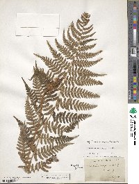 Dryopteris marginalis image