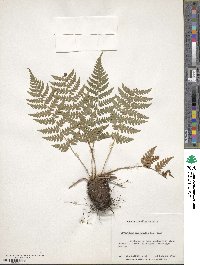 Dryopteris marginalis image