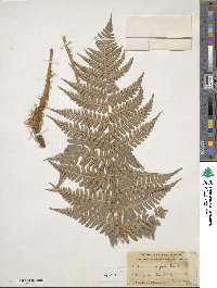 Dryopteris marginalis image