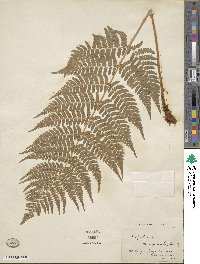 Dryopteris marginalis image