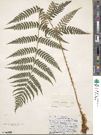 Dryopteris marginalis image