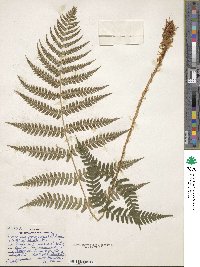 Dryopteris marginalis image