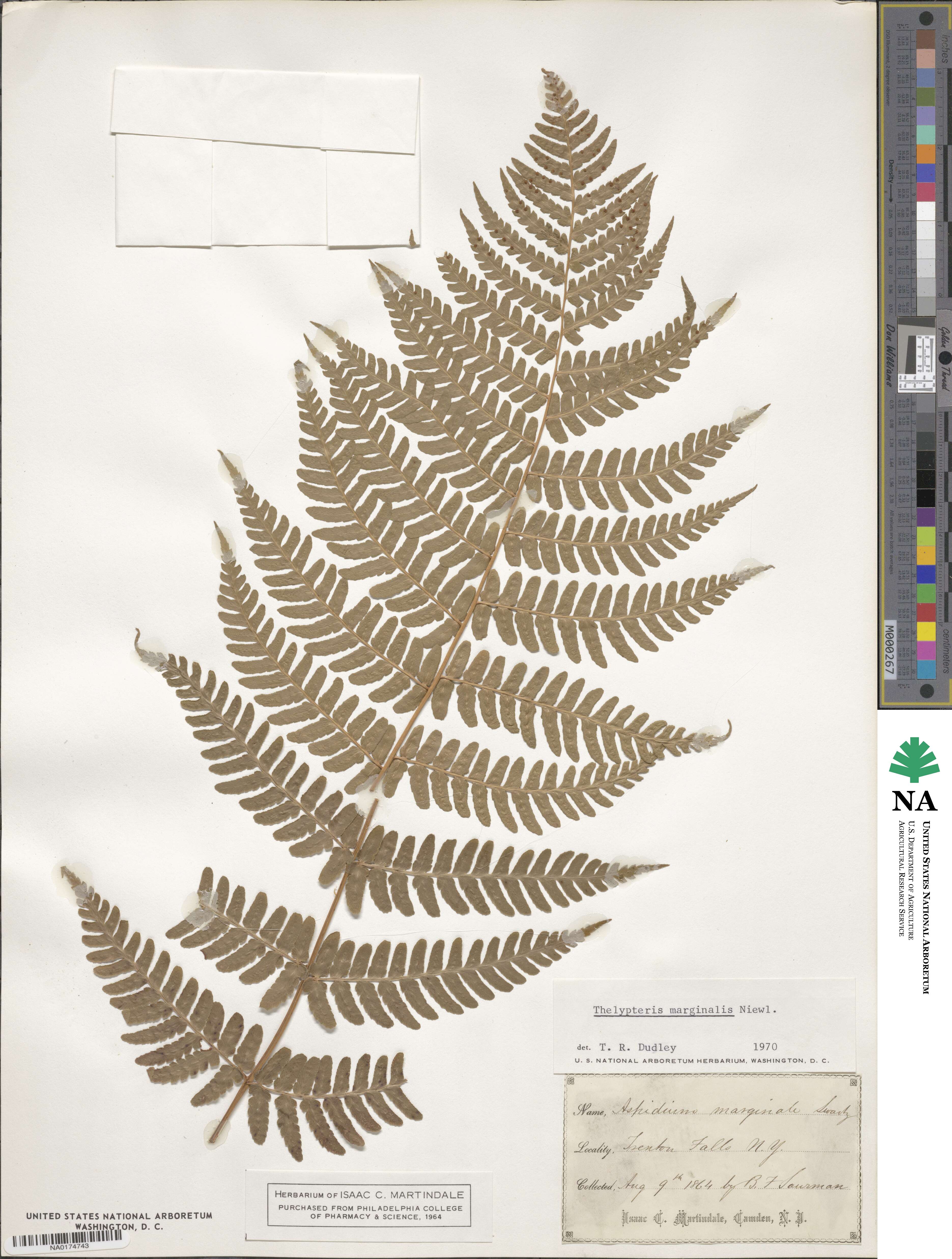 Dryopteris marginalis image