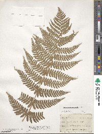 Dryopteris marginalis image