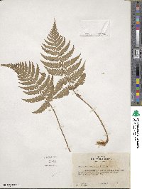 Dryopteris marginalis image