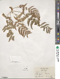 Dryopteris marginalis image