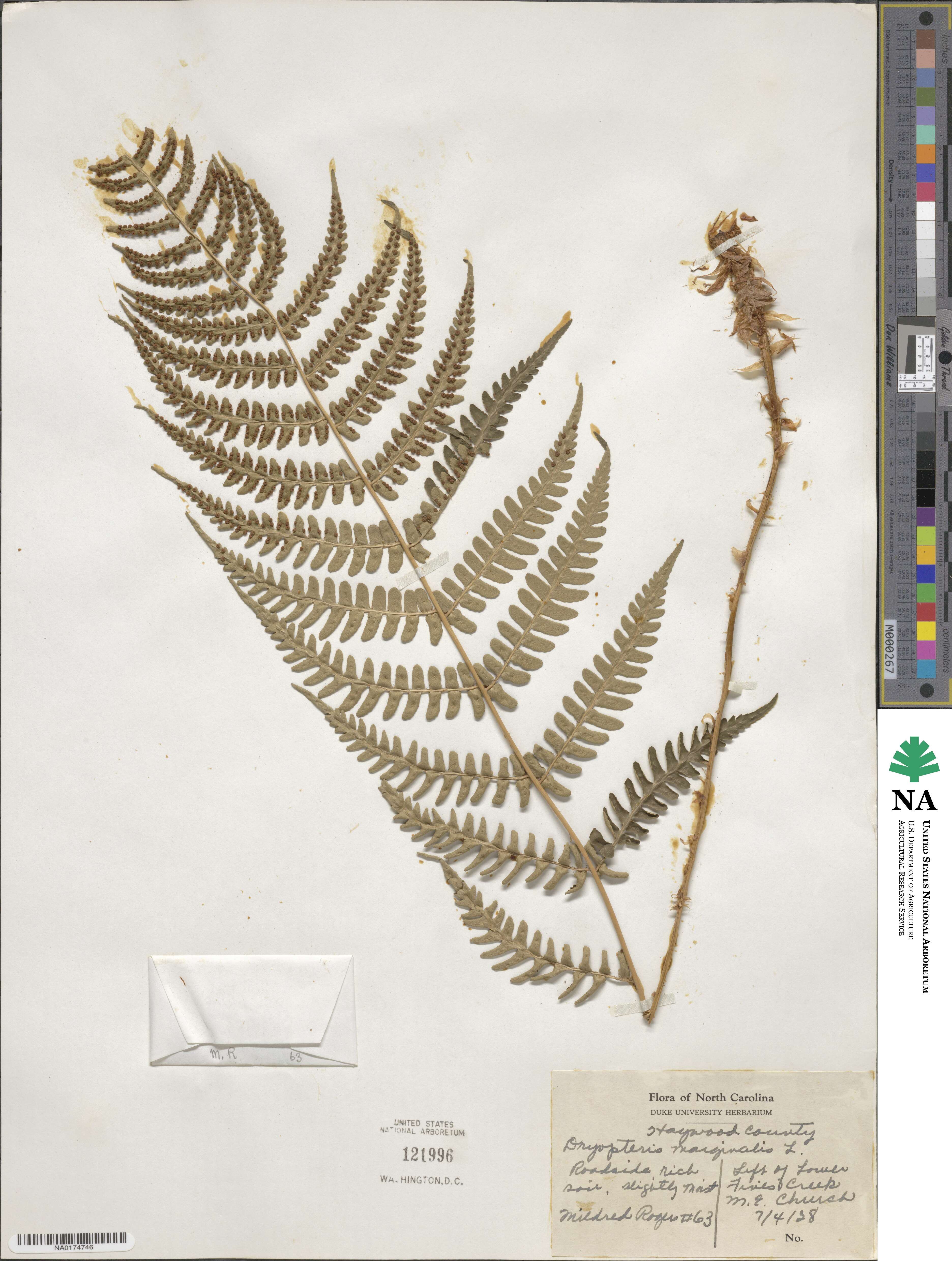 Dryopteris marginalis image