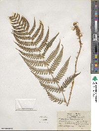 Dryopteris marginalis image