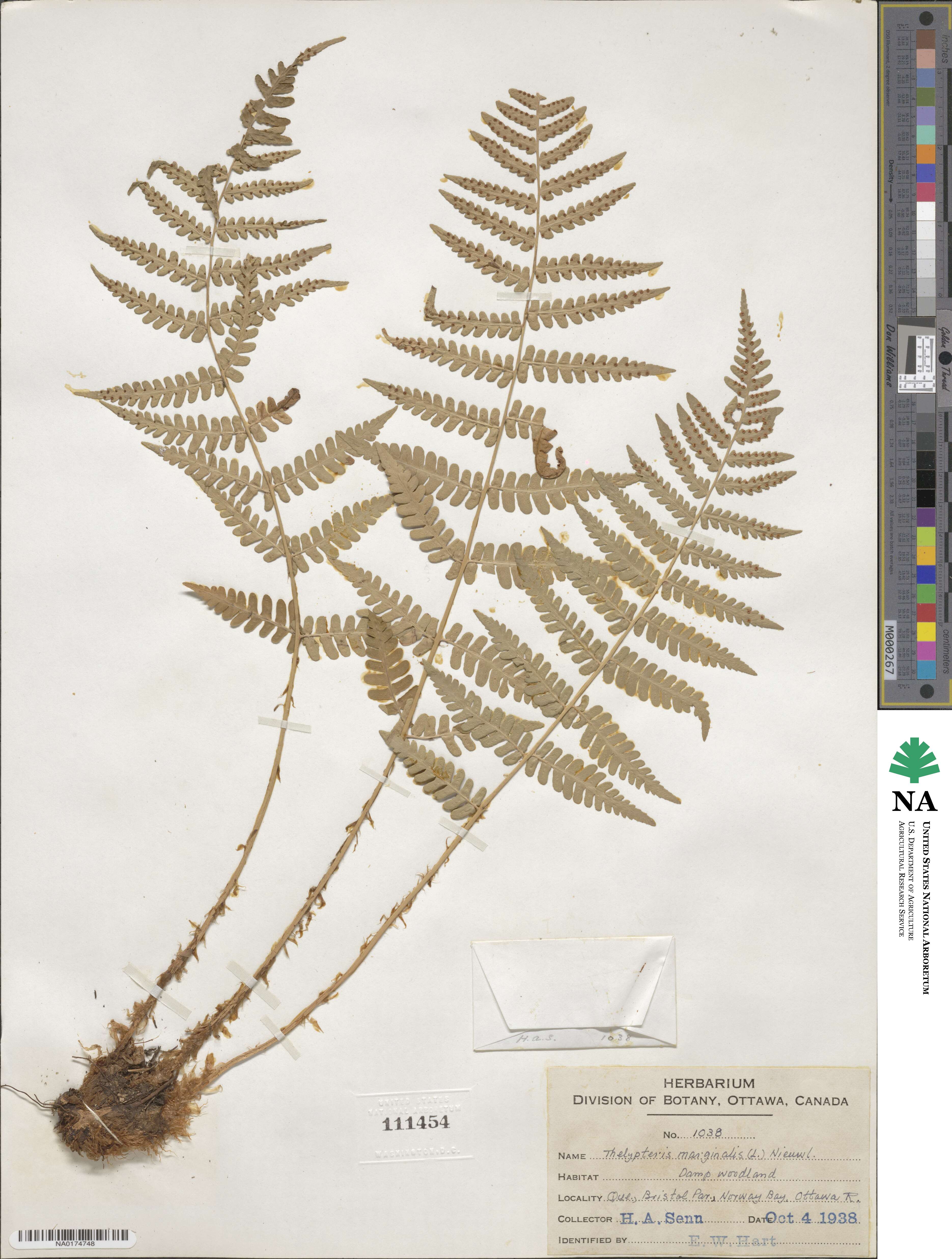 Dryopteris marginalis image
