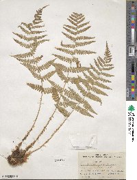 Dryopteris marginalis image