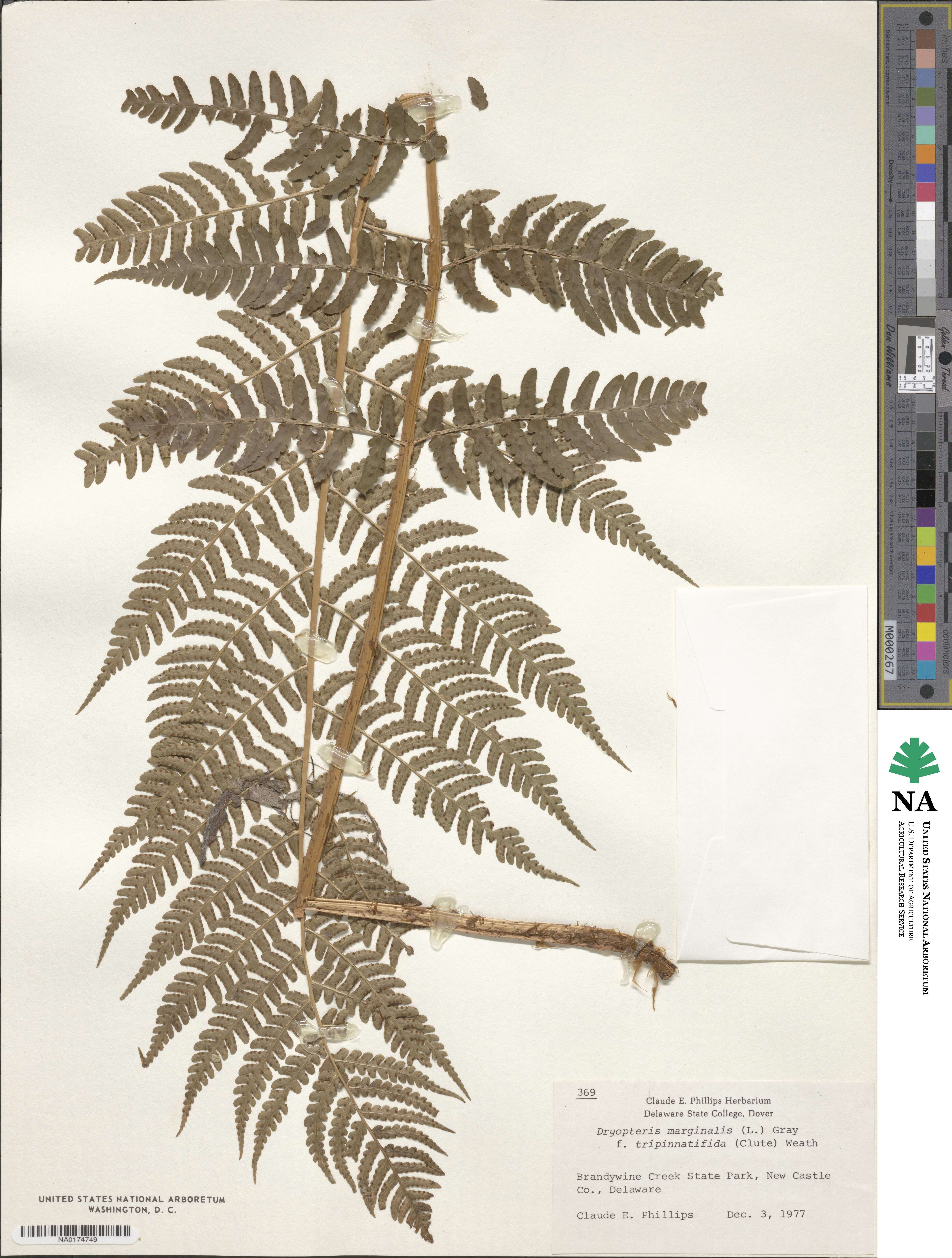 Dryopteris marginalis image