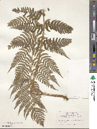 Dryopteris marginalis image