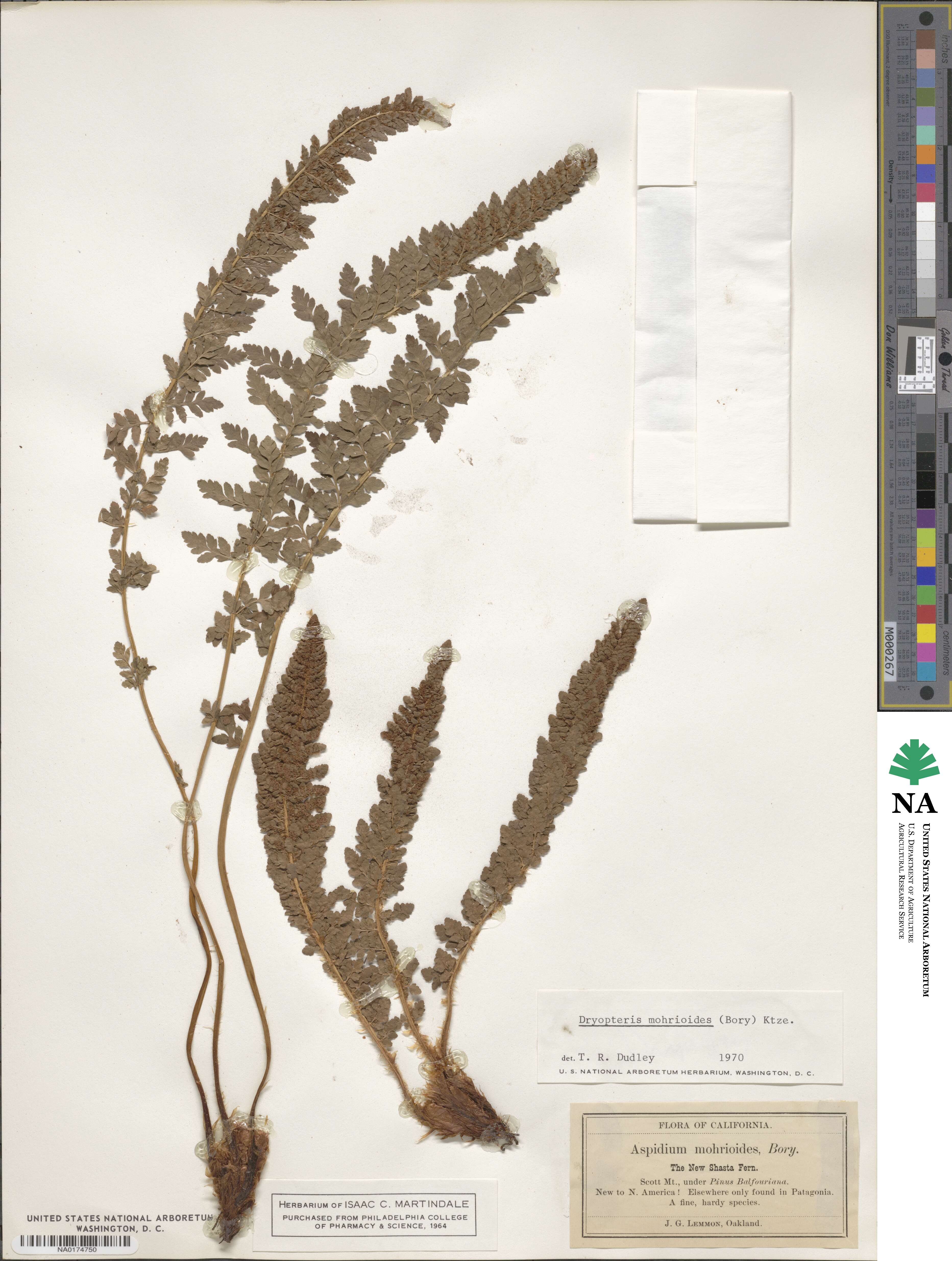 Polystichum mohrioides image