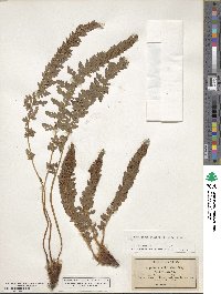 Polystichum mohrioides image