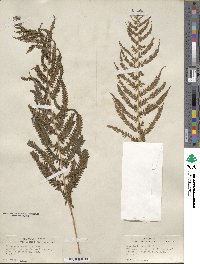 Pelazoneuron kunthii image