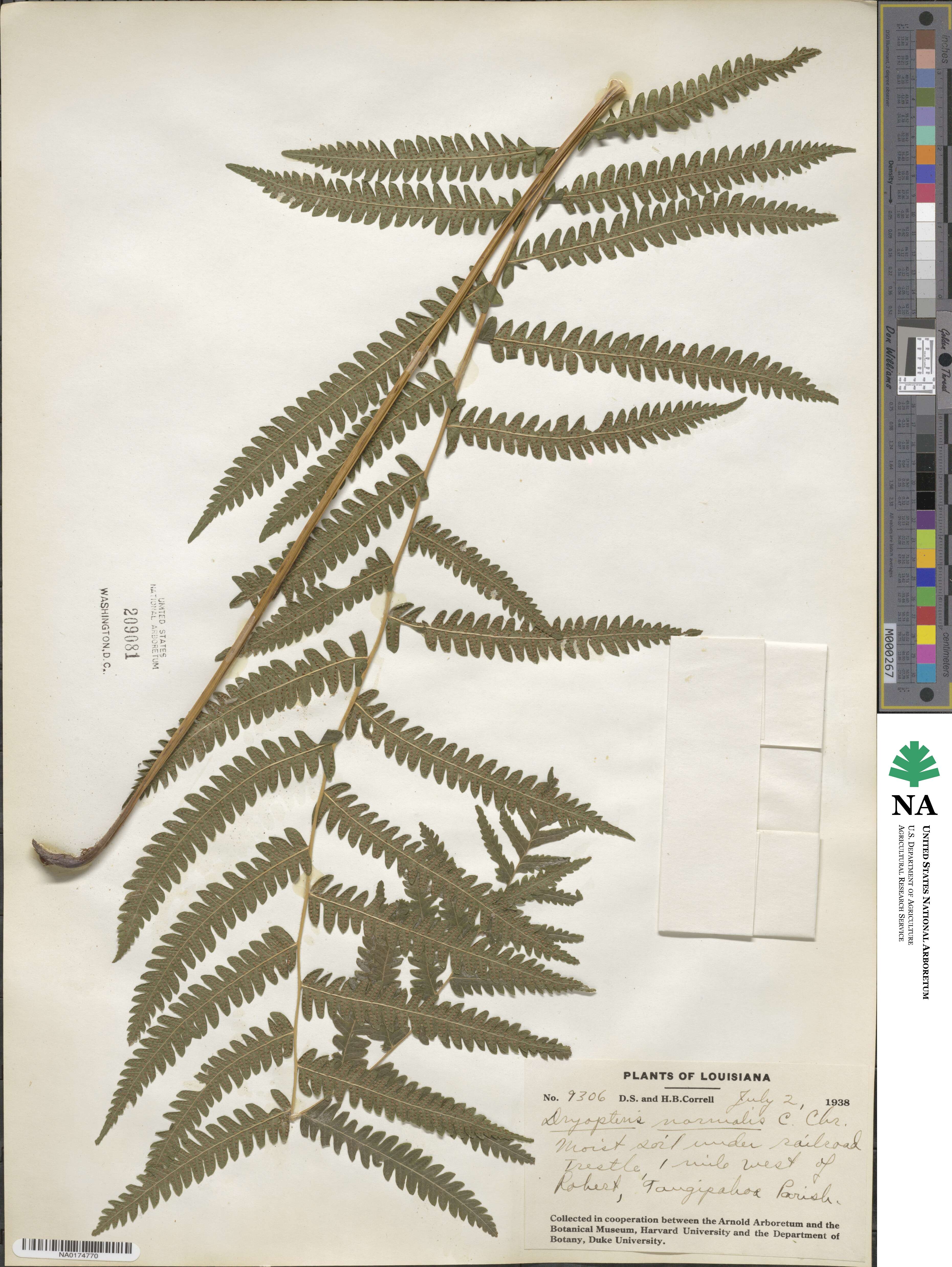 Pelazoneuron kunthii image