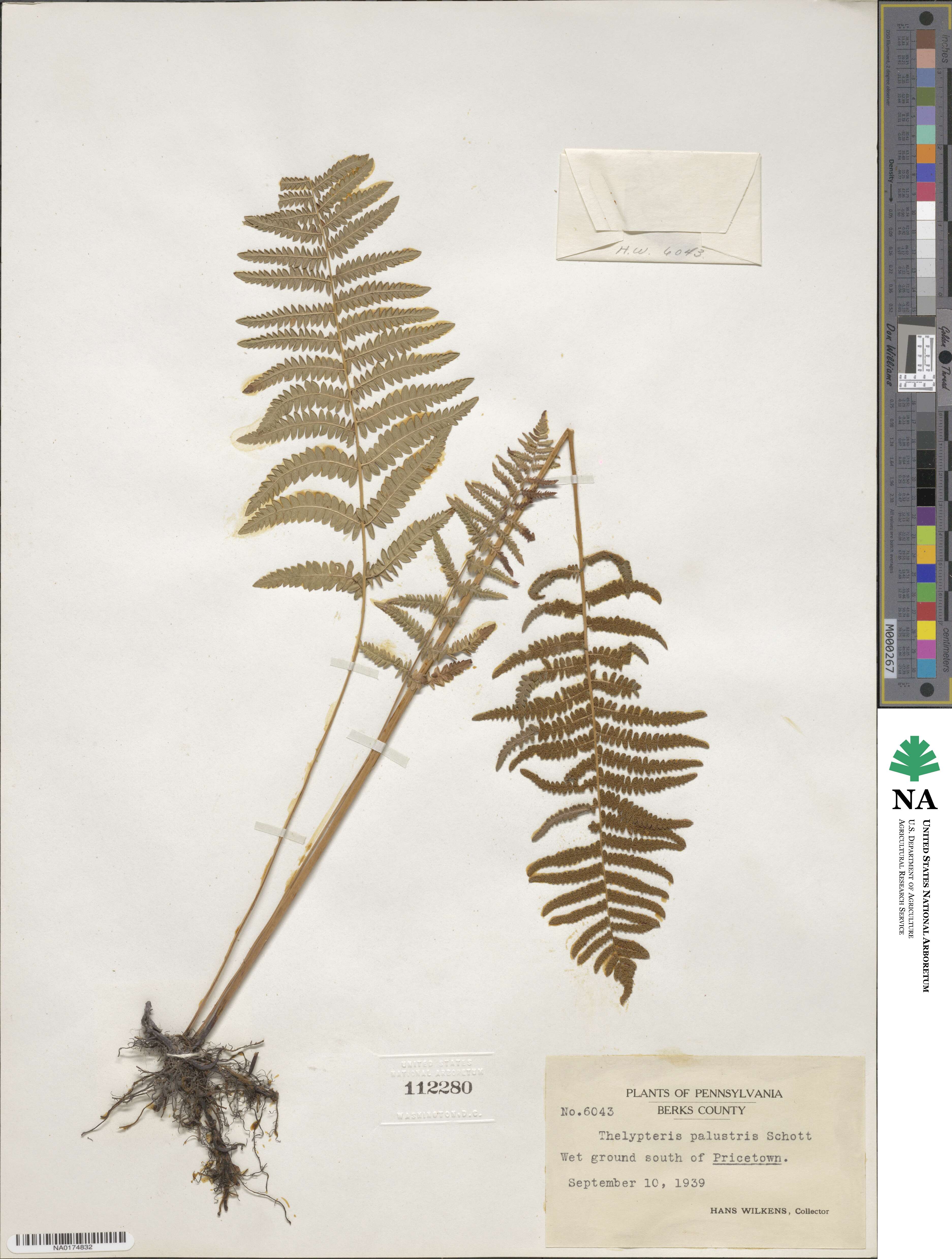 Thelypteris palustris subsp. palustris image