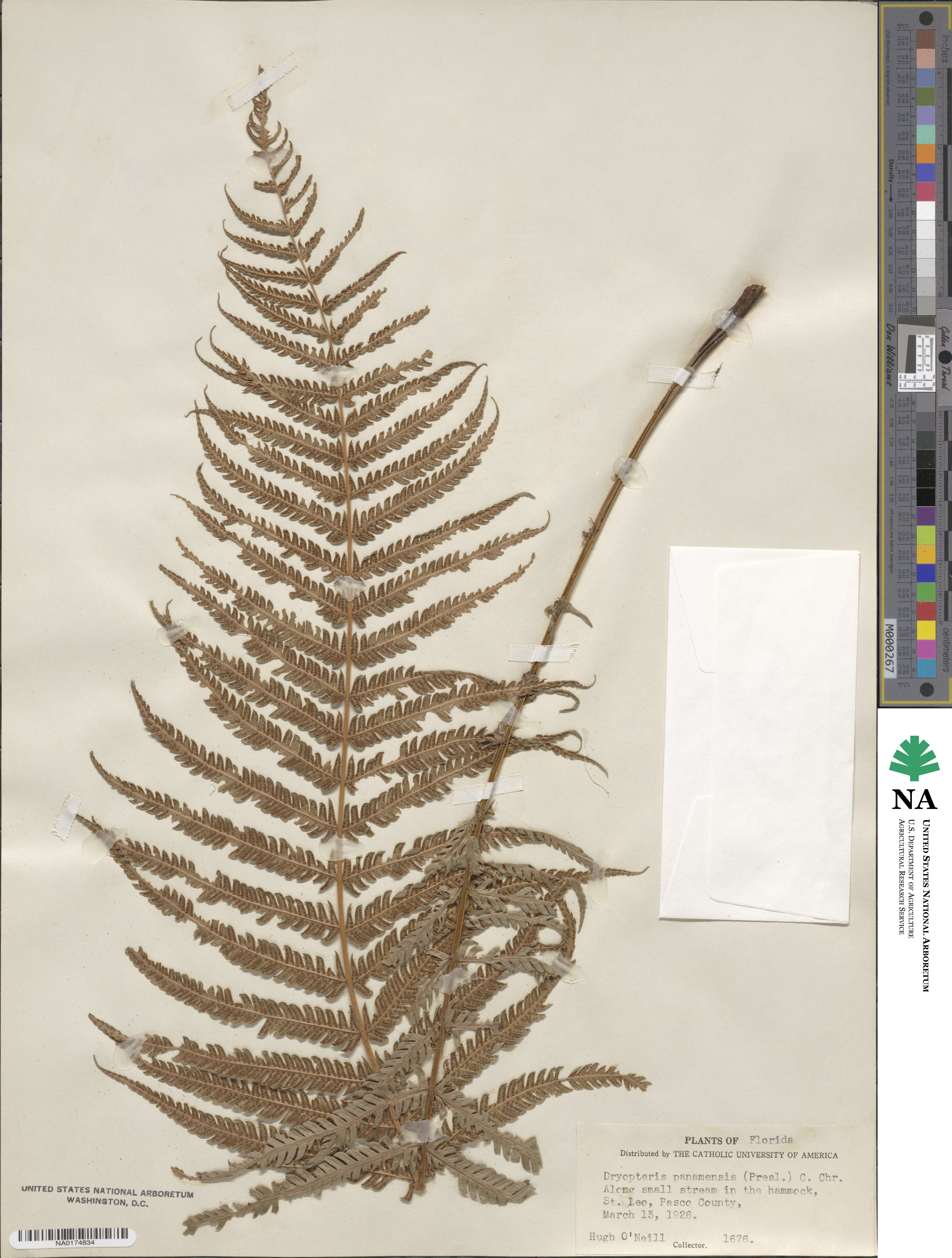 Amauropelta resinifera image