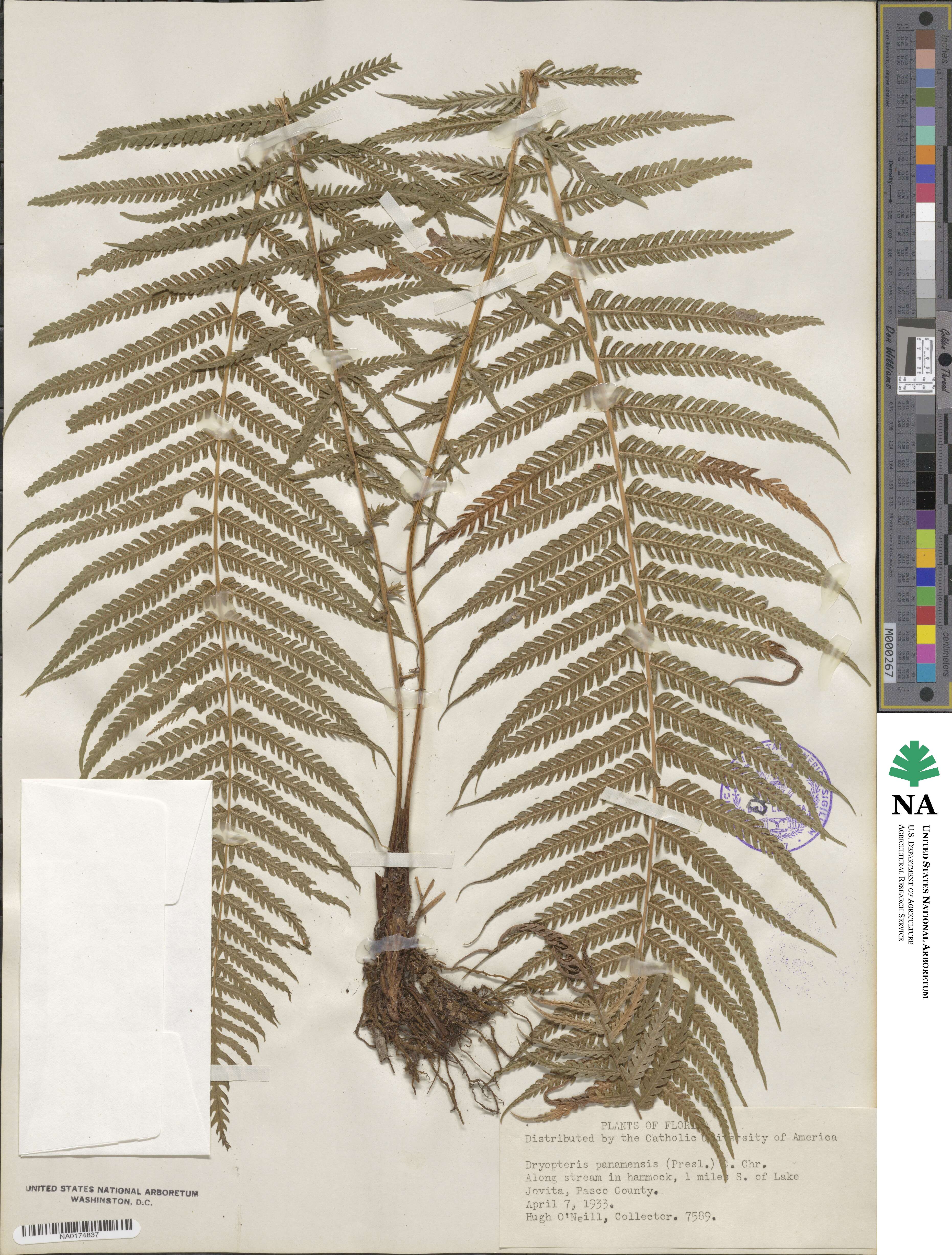 Amauropelta resinifera image