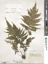 Pelazoneuron patens image