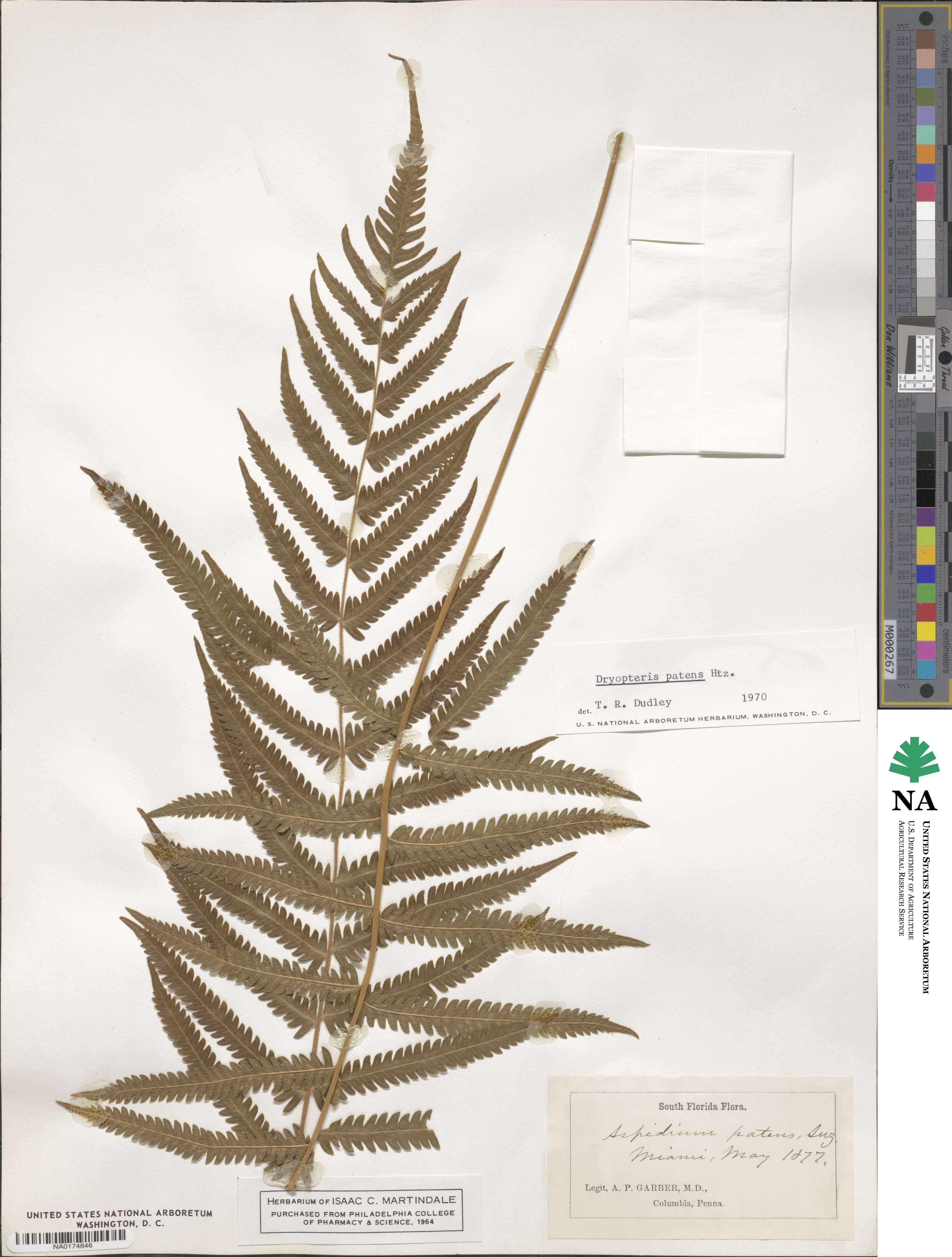 Pelazoneuron patens image