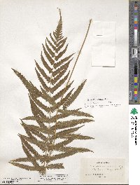 Pelazoneuron patens image