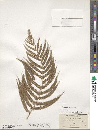 Pelazoneuron patens image