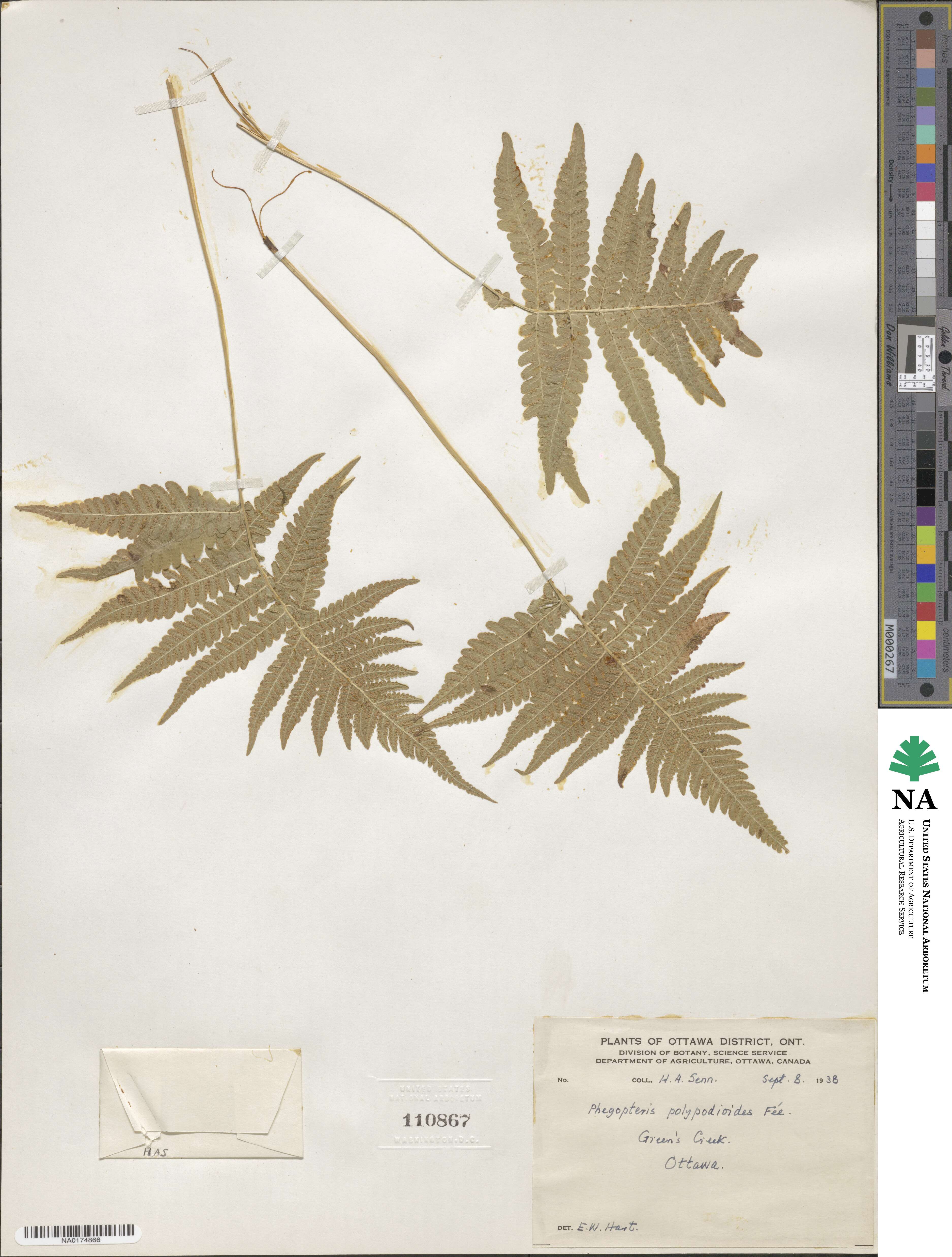 Steiropteris polypodioides image