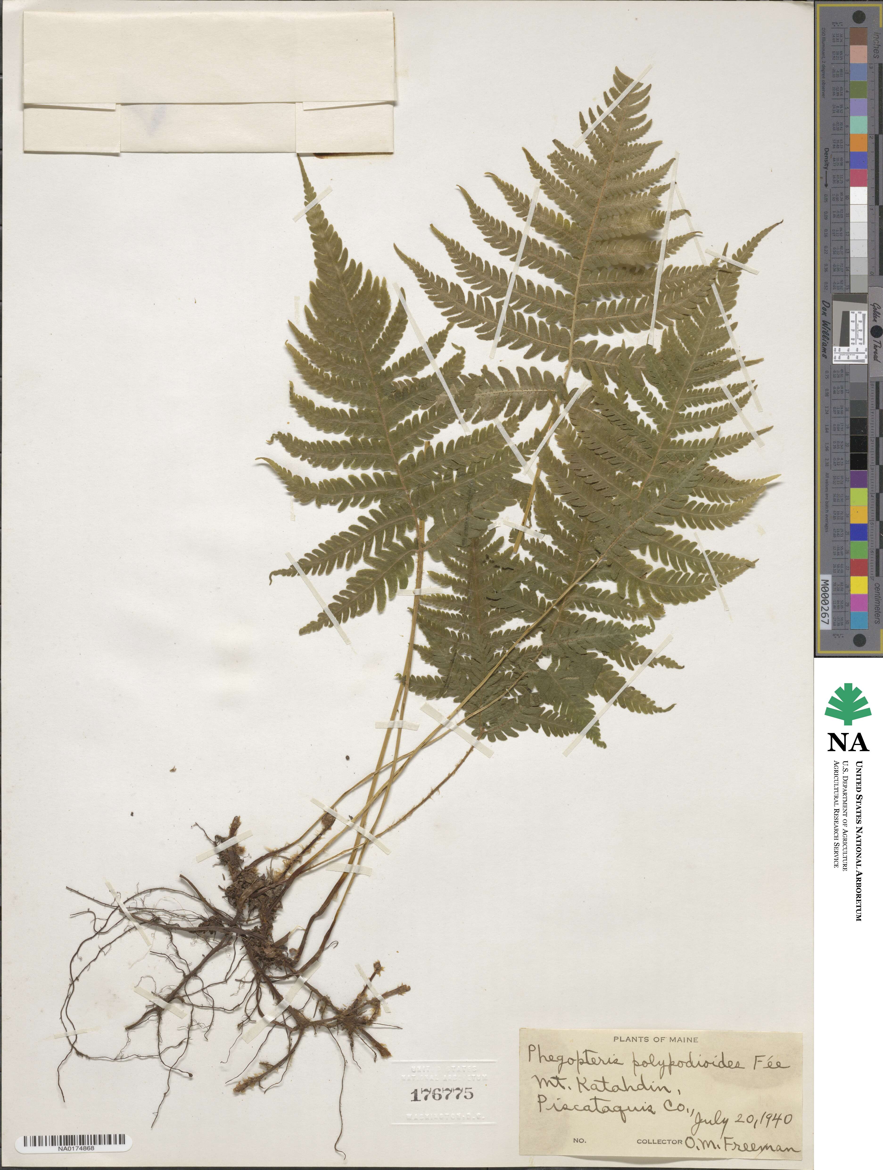 Steiropteris polypodioides image