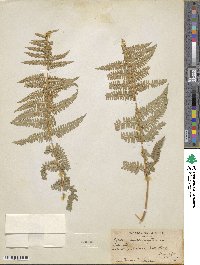 Dryopteris arguta image