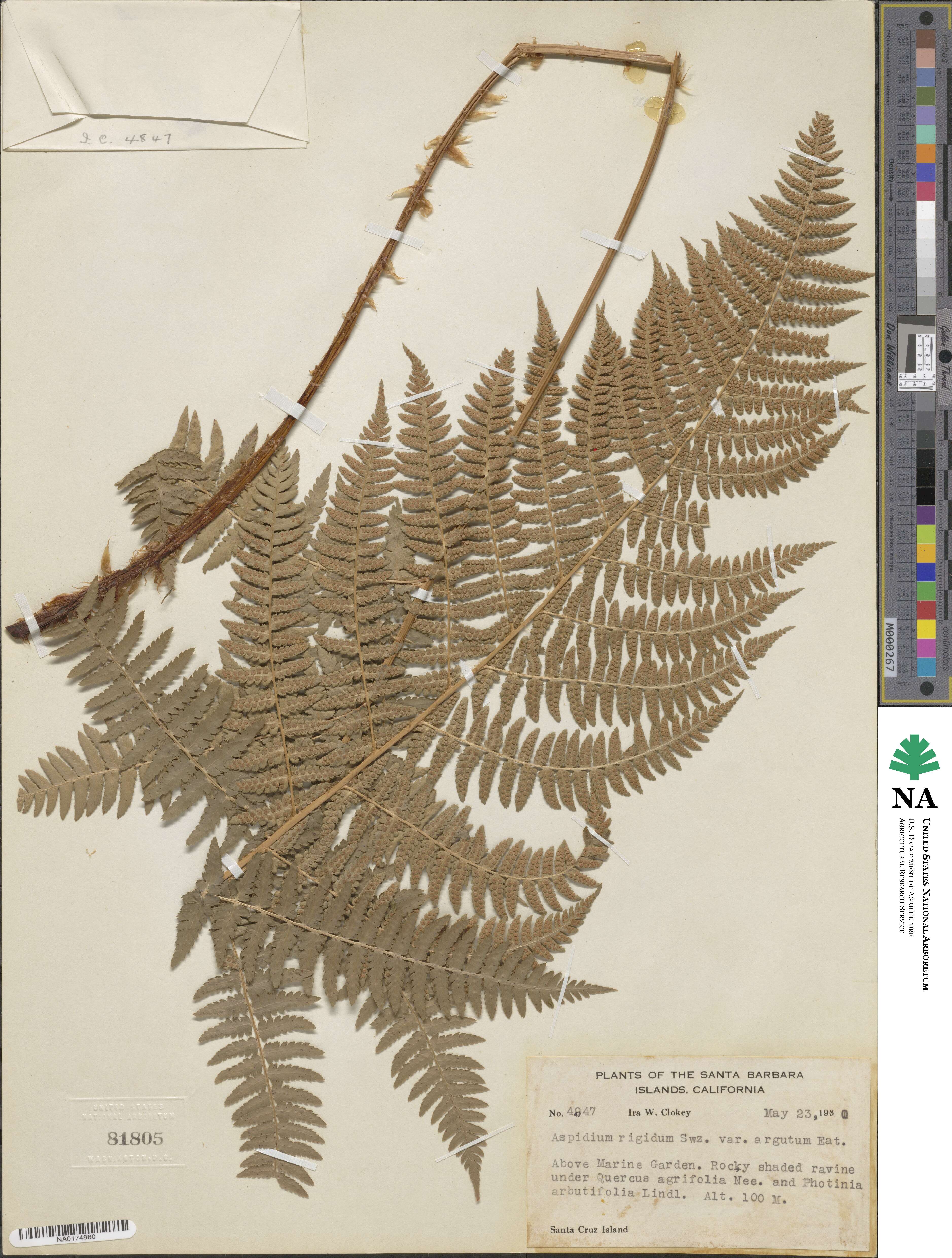 Dryopteris arguta image