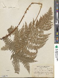 Dryopteris arguta image