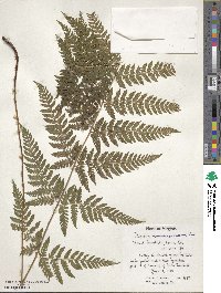 Dryopteris carthusiana image