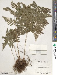 Dryopteris carthusiana image