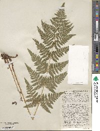 Dryopteris carthusiana image