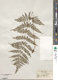 Dryopteris carthusiana image