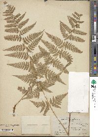 Dryopteris carthusiana image