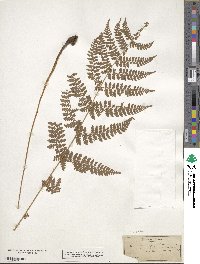 Dryopteris carthusiana image