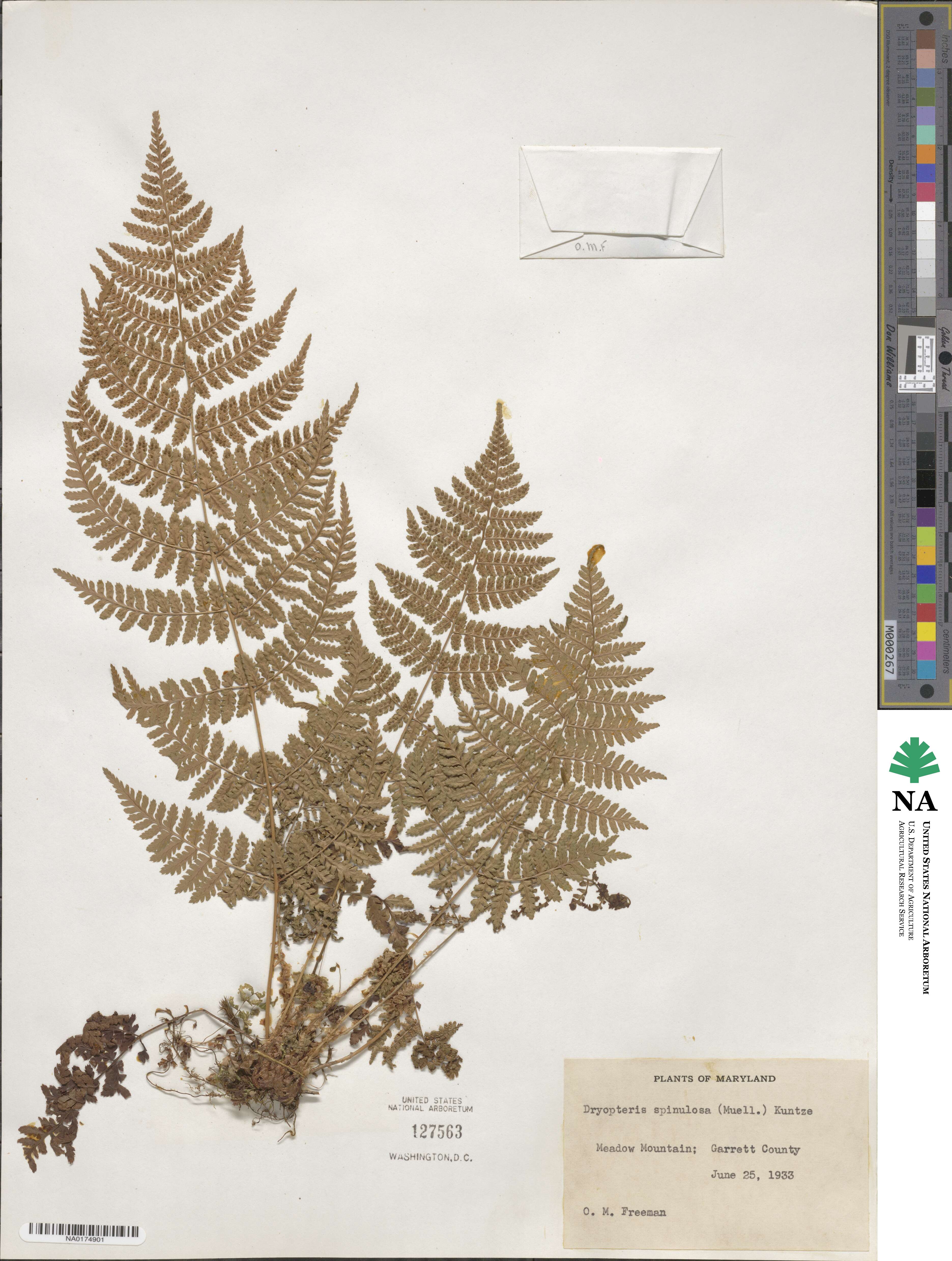 Dryopteris carthusiana image