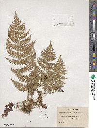 Dryopteris carthusiana image