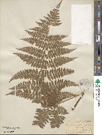 Dryopteris carthusiana image