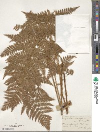 Dryopteris carthusiana image