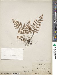 Dryopteris carthusiana image