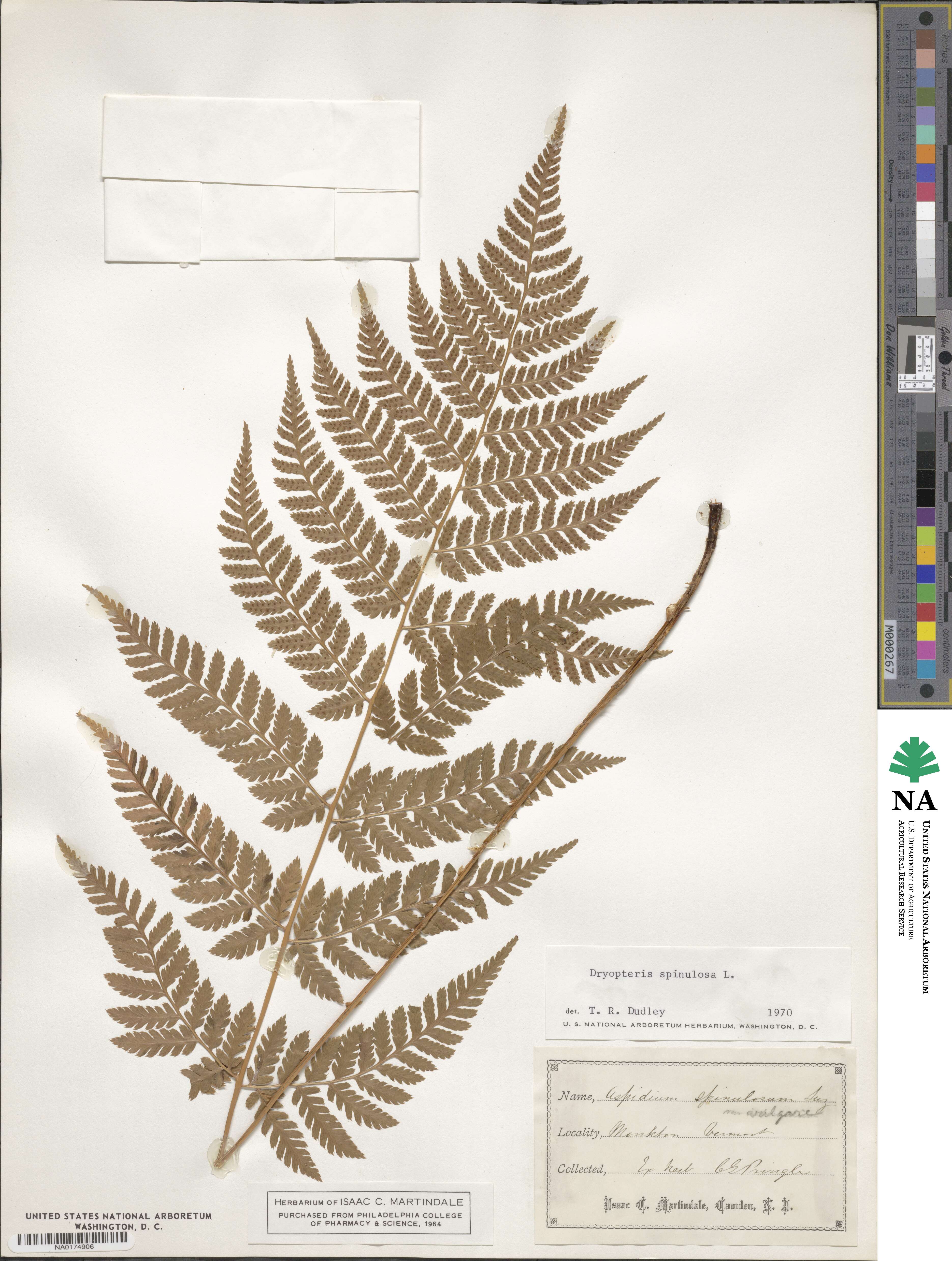 Dryopteris carthusiana image