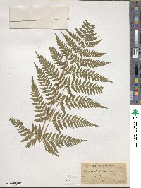 Dryopteris carthusiana image