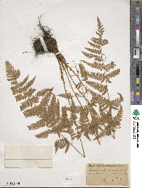 Dryopteris carthusiana image