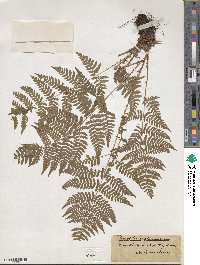 Dryopteris carthusiana image