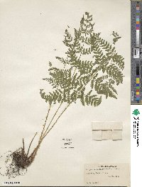 Dryopteris carthusiana image